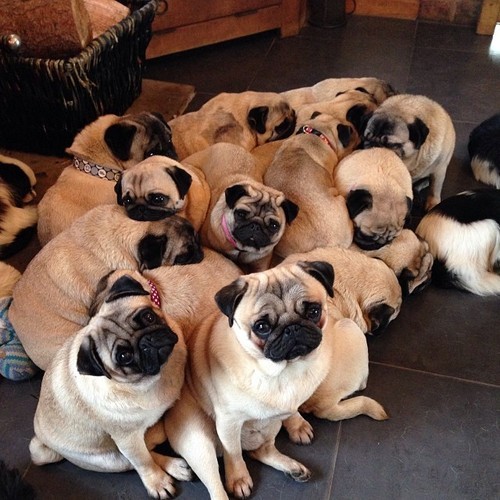 What is a Group of Pugs Called  