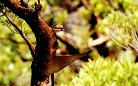 chocolateandpeanutcandy:  Over-bright dinosaurs and other prehistoric reptiles, just