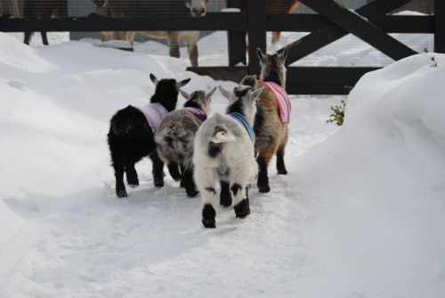 the-goat-barn:this was the little guys first time outside, peanut got to show them around and boy di