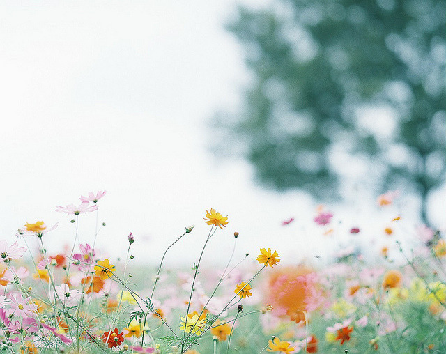 floralls:    by  moco  