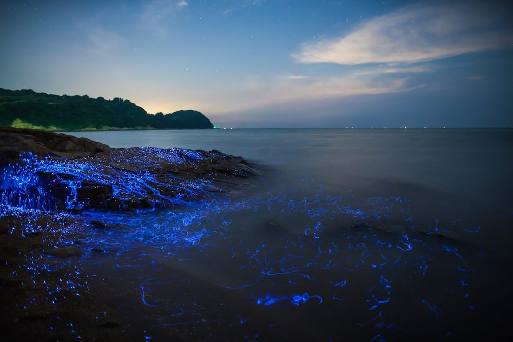 itscolossal:  More: Blue Rivers of Bioluminescent Shrimp Trickle Down Oceanside