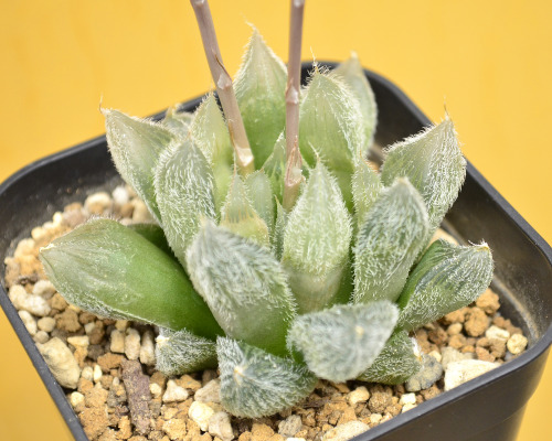 2020.04.30Haworthia cooperi var. venustaハオルチア ベヌスタ花芽が37.5㎝もありました！どこまで伸びるのか…