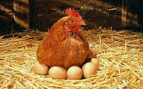 hdalfarminggroup:  As the latest studies, it has been found that people who consume