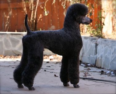 vestid:Oh and can I just say that this dogs conformation is fkn godlike Five star poodles