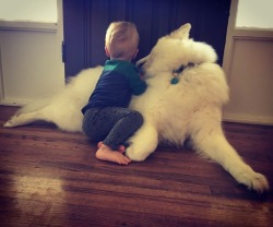 skookumthesamoyed:I thought they were snuggling but baby was burying a piece of bread in skookum’s fur 😂