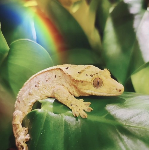 Collection Of My Crested Gecko Art Along With My Logo.