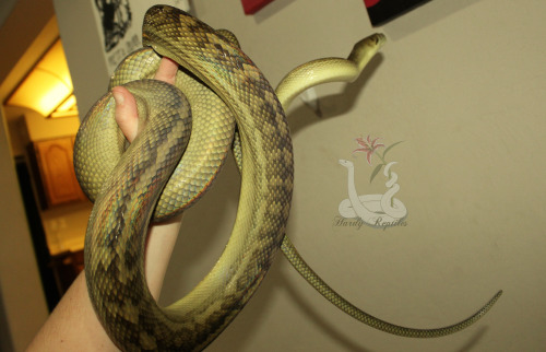 i-m-snek:Big large childe wants to climb the wall