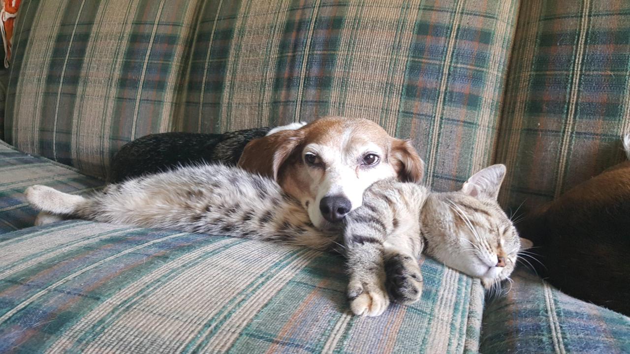 awwww-cute:  Cat makes good headrest for dog (Source: http://ift.tt/27YV8y0)