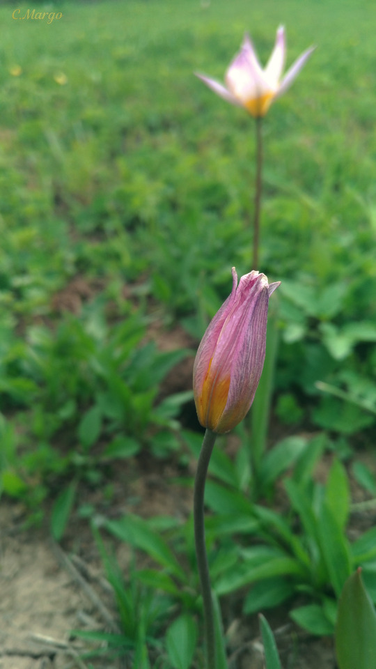 (. Tlipa Ptens), 10 . 24. The Tulipa Patens, Is Listed In 10 Regional Red Books Of The Russian Federation.