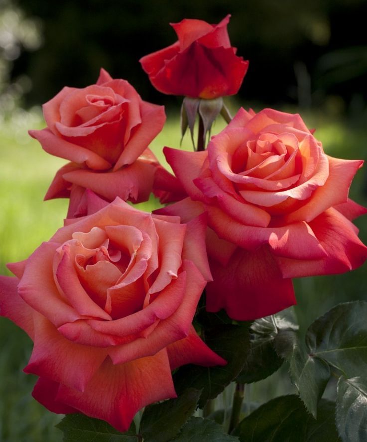 Shade Loving Flowers