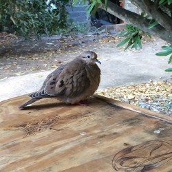Idk if it was keeping my company or eyeing my breakfast #goodmorning #psvprivateisland #browndove (at Petit Saint Vincent - Grenadines)