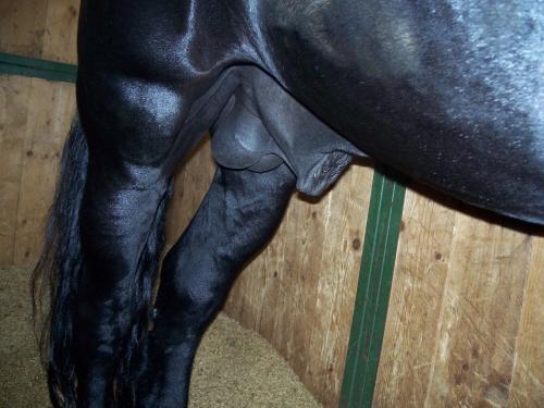 besamer66:nobys35: stallionslove: *drools* a friesian. These can also be found at Makloox but that’s