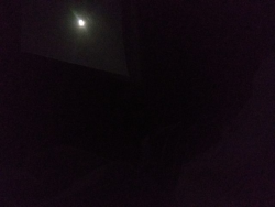 milliemo0:thespectacularspider-girl:quinzelade:There is bright moonlight streaming into my room, and I am content.That’s good.It seems content too.