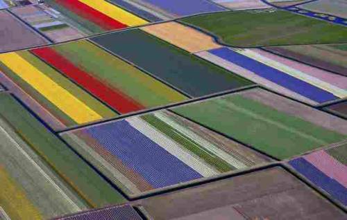 An aerial view of flower fields near the Keukenhof park, in Lisse, Netherlands
