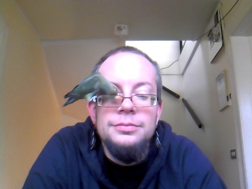 miniar:  Fashionable birb accessory! (only let her get away with it long enough to make this pic happen.) 