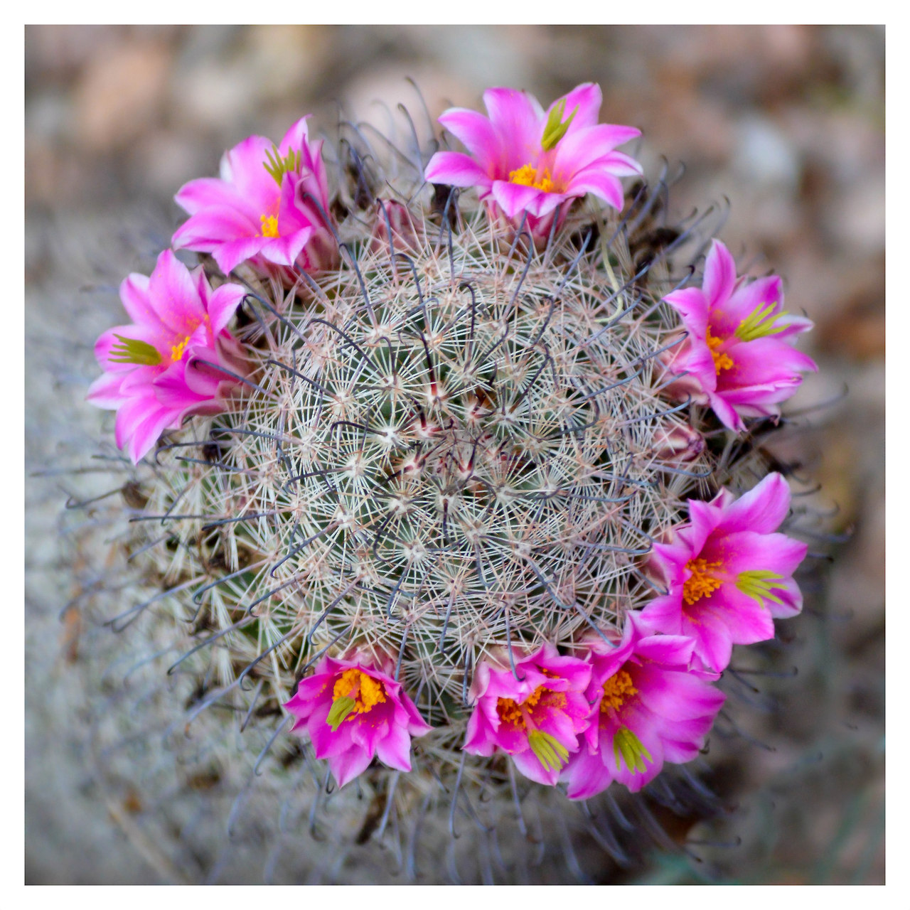 fat cactus fat cactus