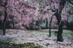 takashiyasui:  Plum blossom 