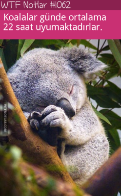 wtfnotlar:  Günde 22 saat uyumak, Koala