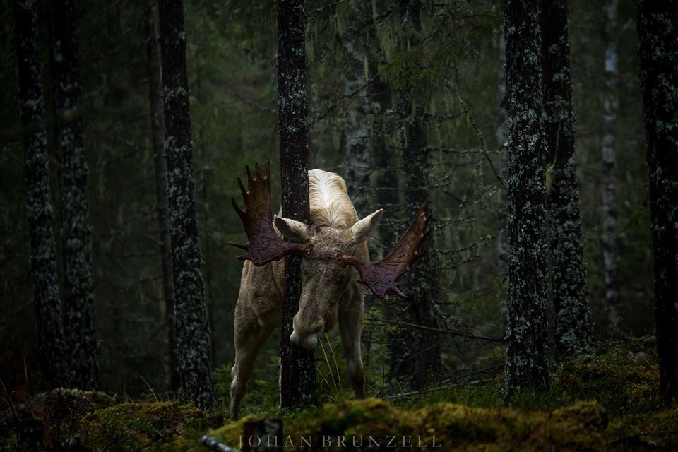 megarah-moon:“Albino Moose” by  Johan Brunzell  