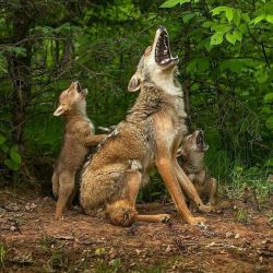 awwww-cute:  First howling lesson for coyote