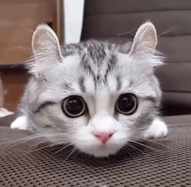 thefingerfuckingfemalefury:  cwunch:  ♡  A smol and soft little friend <3