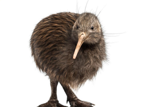 rasec-wizzlbang:dimetrodone:Long beaked echidnas are just Kiwi griffinswhat do you mean ‘just’Don&rs