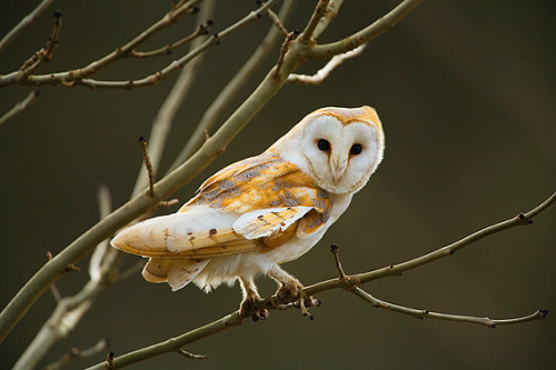 barn owl