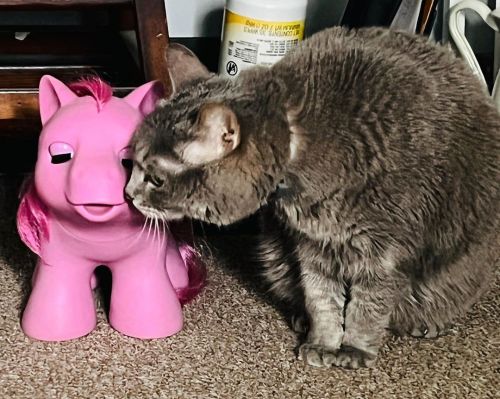 Aelish giving kisses.. before she tries to eat the pony. #evilcat #manxcat #softsleepynewborn #catki