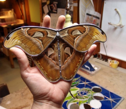 Atlas Moth and stained glass box.  