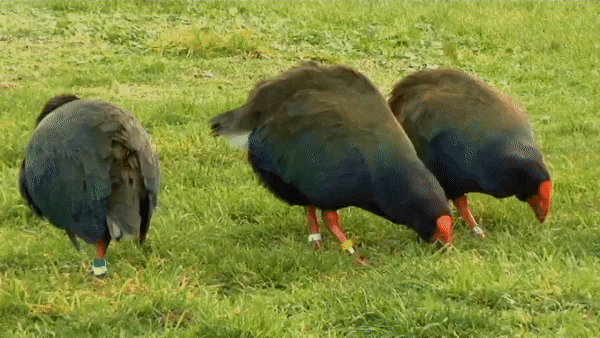 Meet the Locals: Takahē, Department of Conservation 