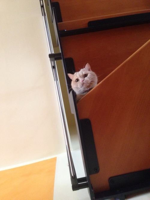 death from above