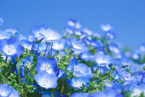 The beautiful blue flower fields of Hitachi Seaside Park are currently in full bloom!