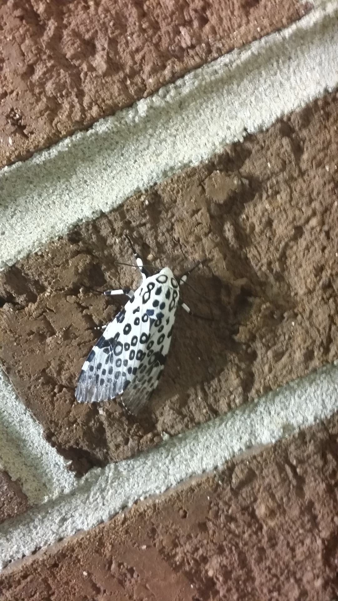 I saw the coolest moth.