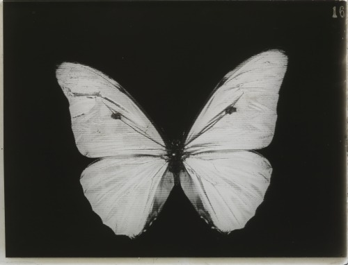 dame-de-pique: Johannes Barbieri - “Joly Negativ/Positiv”, Schmetterling, c. 1907
