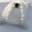 woomoon