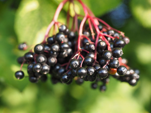 Elderberry / Sambucus &lsquo;Nova&rsquo; plant - Delicious and easy to grow Elderberries are