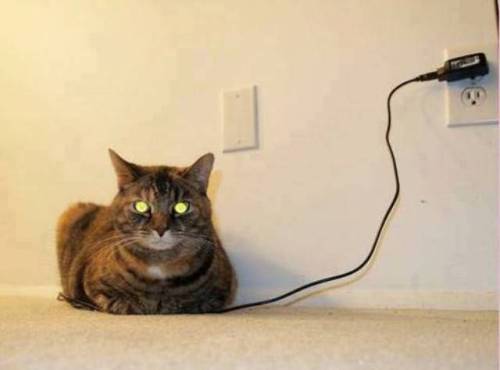 見てはいけないものを見てしまった(笑)！充電中のネコ Cat in charge
