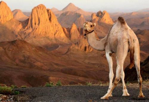 تمنراست.سحر الصحراء الجزائرية