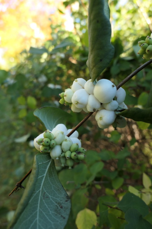 Symphoricarpos — snowberries a.k.a. waxberries a.k.a. ghostberries