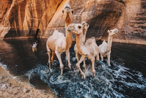 thoughtsforbeees:Guelta D’Archei // Ennedi, Chad (ft. one of the ever elusive and last remaining Wes