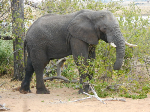 A gorgeous elephant roaming the wild in Botswana, Africa