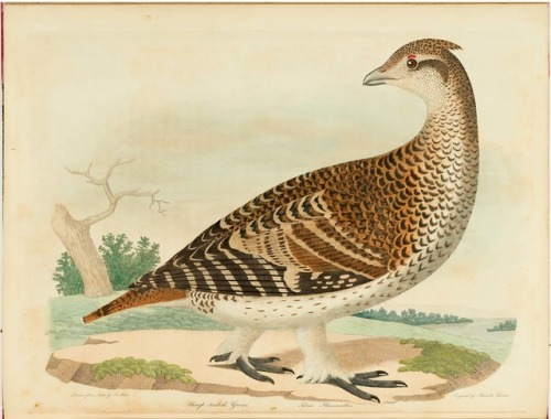 Sharp-tailed grouseFrom: Bonaparte, Charles Lucian, 1803-1857. American ornithology, or, The natural