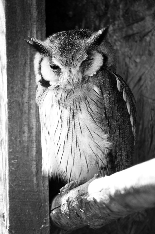 royalowls:White Faced Owl