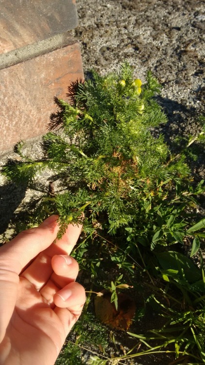 It’s Pineappleweed (Matricariae discoidea) season here in Vancouver. It’s a very close relative to c