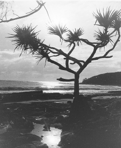 apeninacoquinete:  Chris Stroh Tea Tree Bay back when it was a true surfers paradise, 1970s