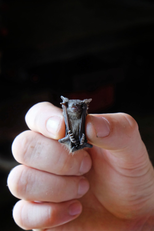 eddiegreenworld:  ©EddieGreenWorld Baby Cape Serotine Bat  we looked after for three days. It eventu