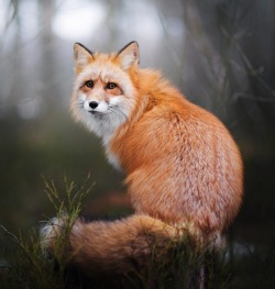 beautiful-wildlife: Red Fox by © Iza Lyson