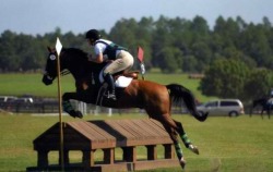 maplewoodsporthorses:  Wavelength at Full Gallop Farm 