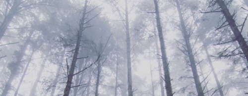 carrie-outdoors: Foggy forest.