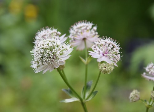  Astrantia major